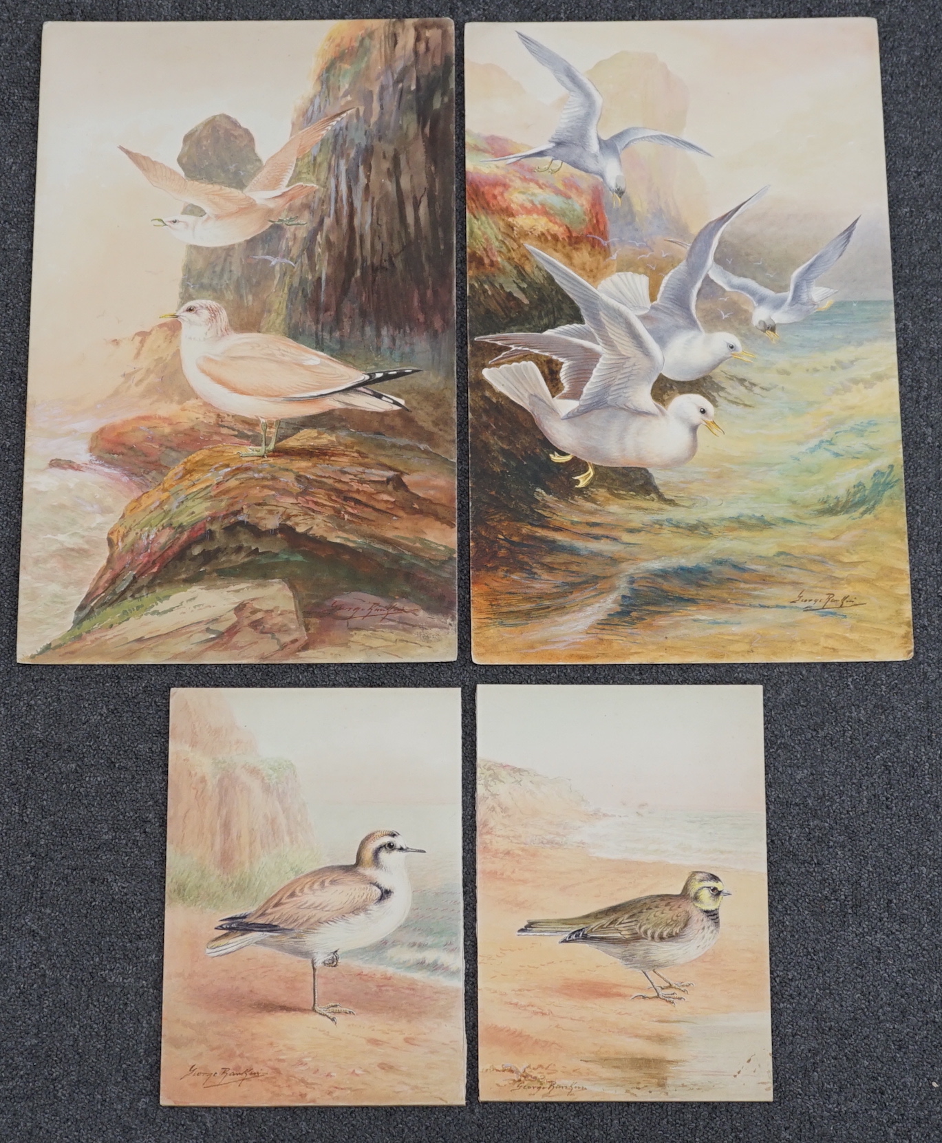 George James Rankin (British, 1864-1937), four watercolour designs for postcards, British Birds; Kentish Plover, Shorelark, Seagulls Flying & Common Gulls, signed, 27 x 19cm (3) and 46 x 30cm (1)